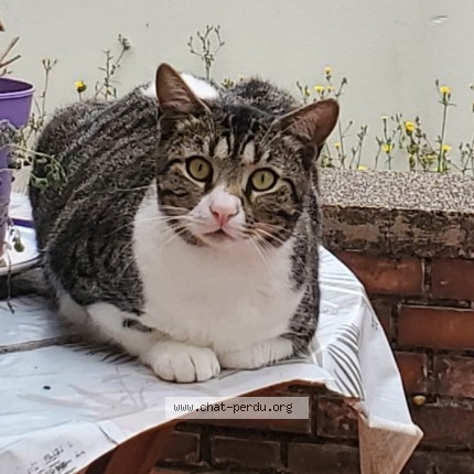 Photo 1/1 minou Chat perdu à Vitry Sur Seine