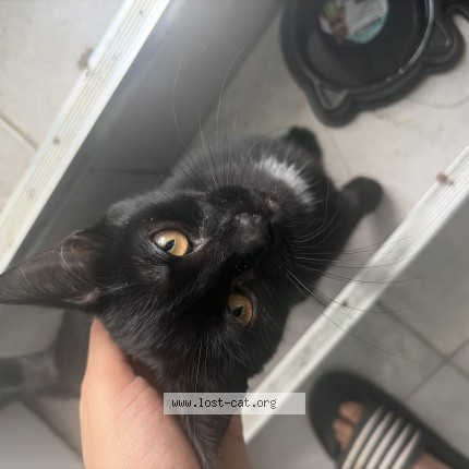 Photo 1/1 Chat trouvé Trouvé à Laval