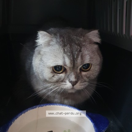 Photo 1/1 Chat trouvé Trouvé à Orleans