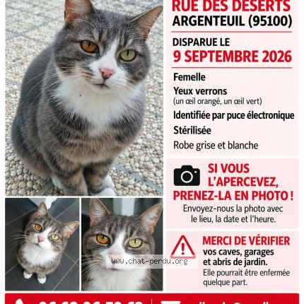 Photo de chat perdu à Argenteuil