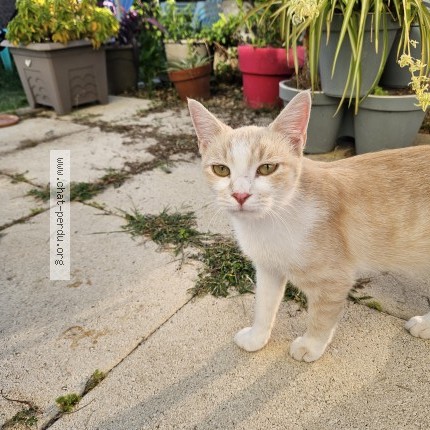 Photo 1/1 Chat trouvé Trouvé à Bernis