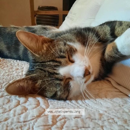 Photo 1/1 Gribouille Chat perdu à Saint Ismier
