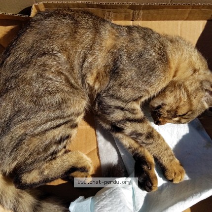 Photo 1/1 Chat trouvé Trouvé à Houilles