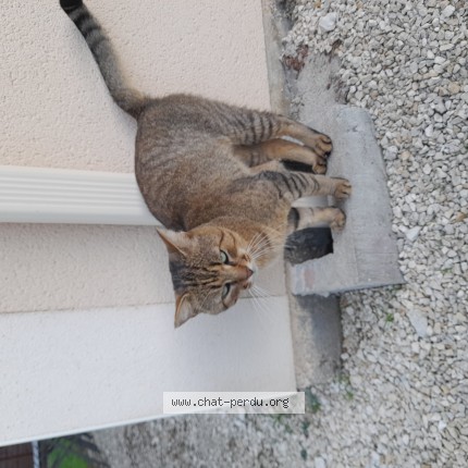 Photo 1/1 Chat trouvé Trouvé à Perigueux