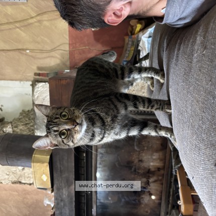 Photo 1/1 nala Chat perdu à Conde Sur Marne