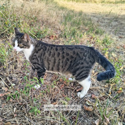 Photo 2/3 Crapule Chat perdu à Saint Menoux