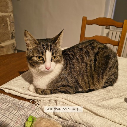 Photo 3/3 Crapule Chat perdu à Saint Menoux