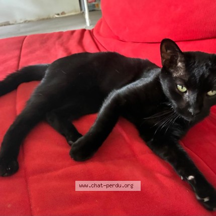 Photo 1/1 Chat trouvé Trouvé à Paris