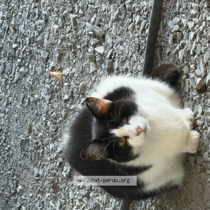 Photo 1/1 Chat trouvé Trouvé à Castres