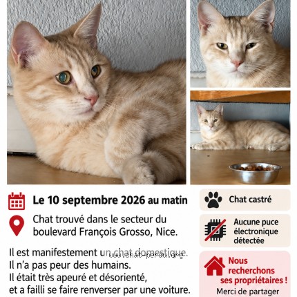 Photo 1/1 Chat trouvé Trouvé à Nice