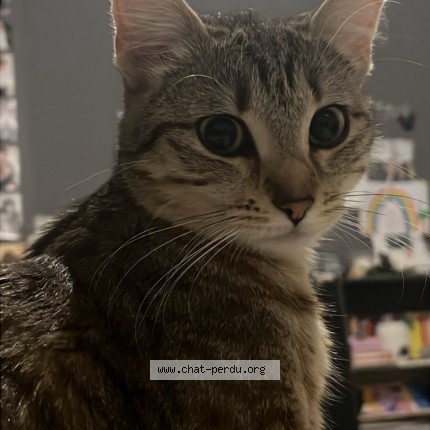 Photo de chat perdu à Evreux