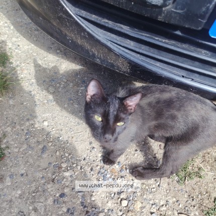 Photo 1/1 Chat trouvé Trouvé à Precy Sur Oise