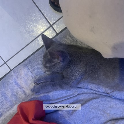 Photo 1/1 Chat trouvé Trouvé à Saint Etienne