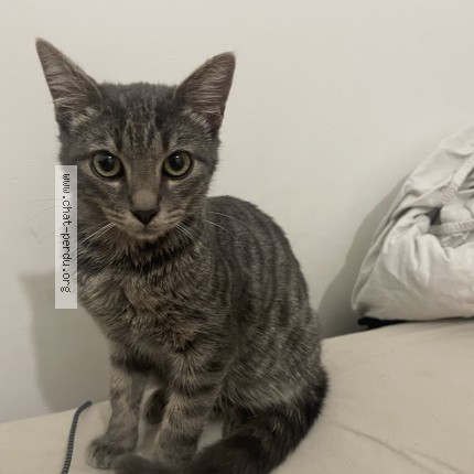 Photo 1/1 Chat trouvé Trouvé à Sevran