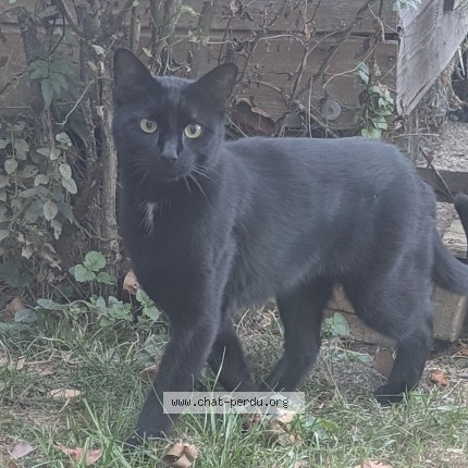 Photo 1/1 Chat trouvé Trouvé à Chanos Curson