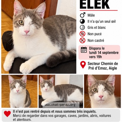Photo 1/1 elek Chat perdu à Aigle