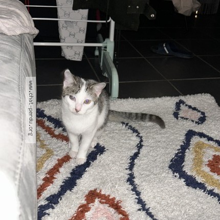 Photo 1/1 Chat retrouvé Perdu à Chenas