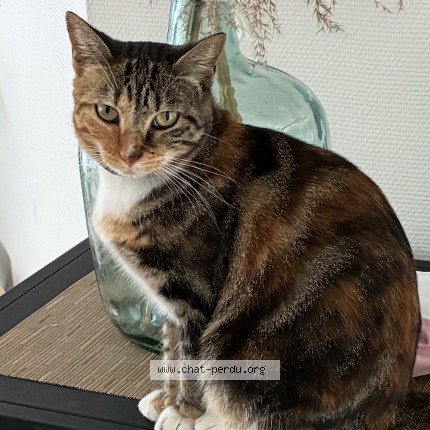 Photo de chat trouvé à Saint Jean D Illac