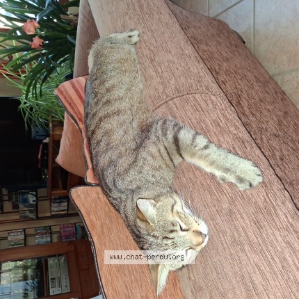 Photo 1/2 Chat retrouvé Perdu à Vernaison