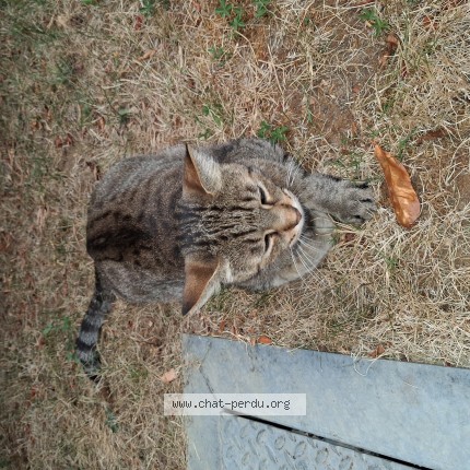 Photo 2/2 Chat retrouvé Perdu à Vernaison