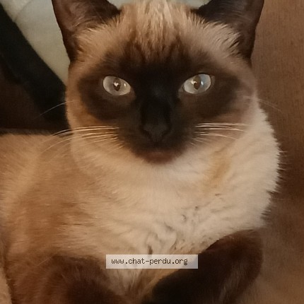 Photo 2/2 Chat retrouvé Perdu à Lyon 2e Arrondissement