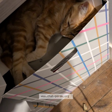 Photo de chat perdu à Reze