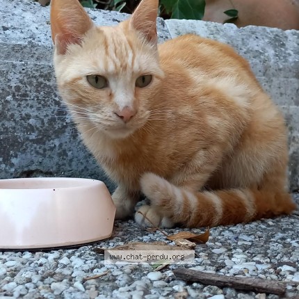 Photo de chat trouvé à Evreux
