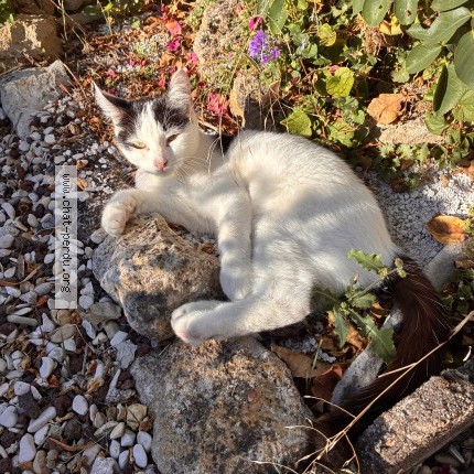 Photo 2/3 Chat trouvé Trouvé à Dadonville