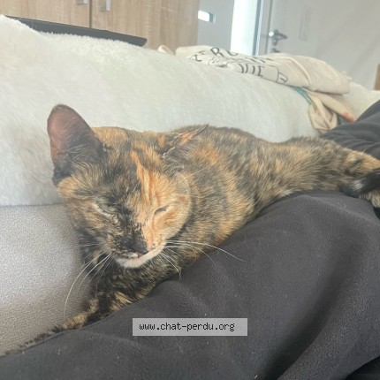 Photo 2/2 Yuna Chat perdu à La Chartre Sur Le Loir
