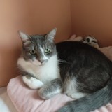 Nala