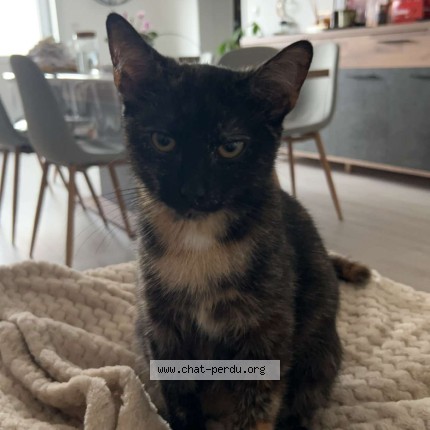 Photo 1/1 pomme Chat perdu à Maricourt