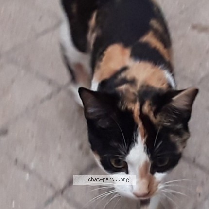 Photo 1/1 Shinyu Chat perdu à Asnieres Sur Seine