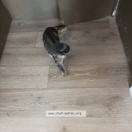 Photo de chat trouvé à Roncq 59223
