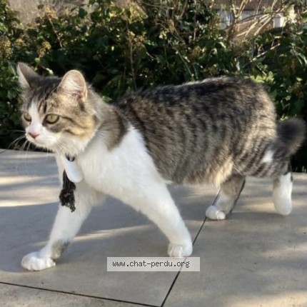 Photo de chat perdu à Viroflay