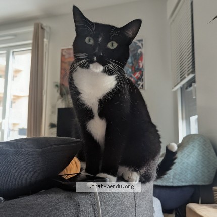 Photo de chat perdu à Nantes