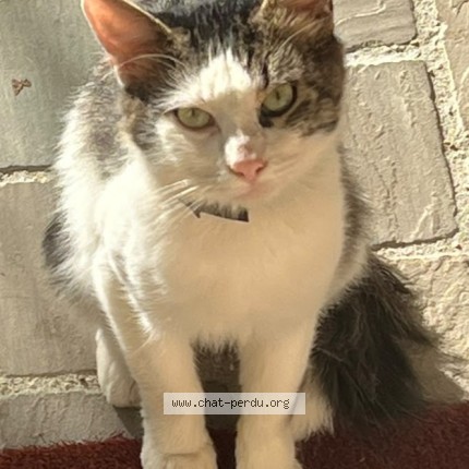 Photo de chat trouvé à Auvers Sur Oise