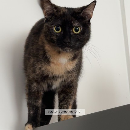 Photo de chat perdu à Maricourt