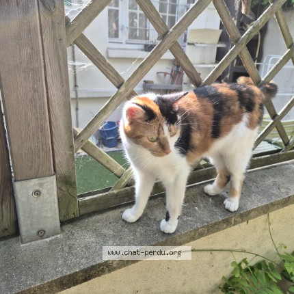 Photo 1/1 Héra Chat perdu à Maisons Alfort