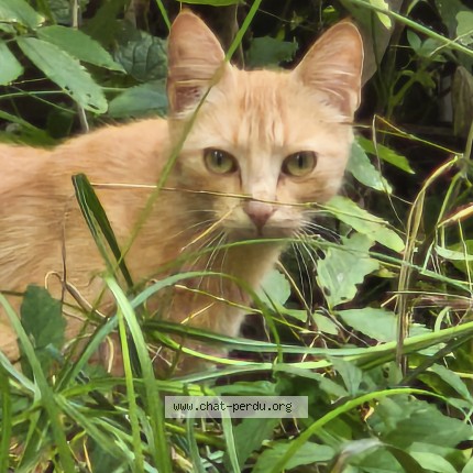 Photo 1/1 Chat trouvé Trouvé à Saint Martin De Hinx