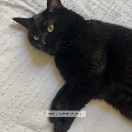 Photo 1/1 Olive Chat perdu à Bordeaux