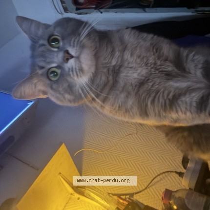 Photo 3/3 MELEK CHAIB-DRAA Chat perdu à Paris