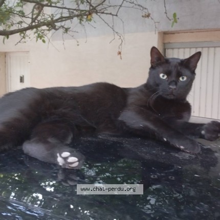 Photo 1/1 Figaro Chat perdu à Trets