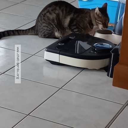 Photo 1/1 timbat Chat perdu à Meillac