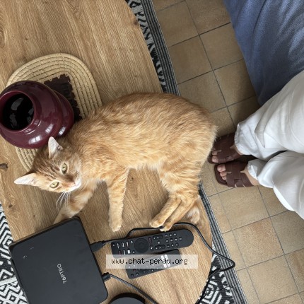 Photo de chat perdu à Nantes