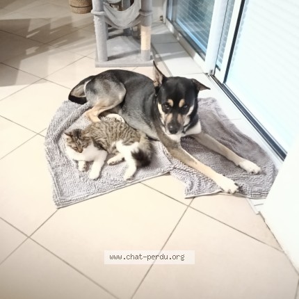 Photo 1/1 Fripon Chat perdu à Parigne Le Polin