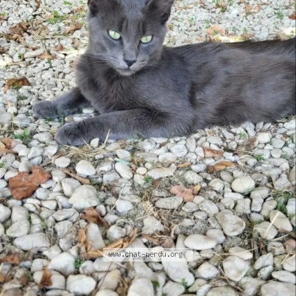 Photo 2/2 Chat trouvé Trouvé à Bayard Sur Marne