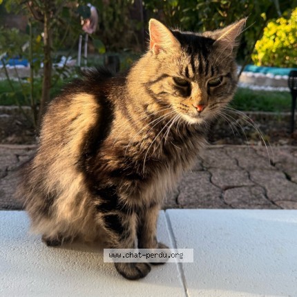 Photo 1/4 Chat trouvé Trouvé à Bavilliers