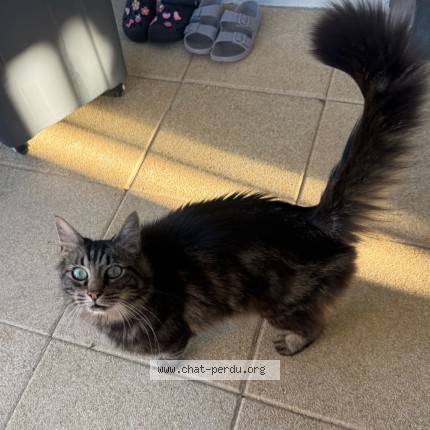 Photo 2/4 Chat trouvé Trouvé à Bavilliers