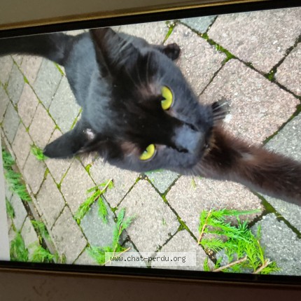 Photo 1/1 Chat trouvé Trouvé à Mons En Baroeul
