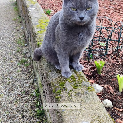 Photo 1/1 Merlin Chat perdu à Saint Maurice Sur Moselle